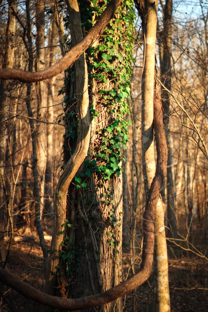An image of a tree in a forest with green ivy and long water-filled vines wrapped around it